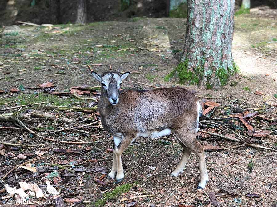 Fränkische-Schweiz-Wildpark-Ziege Ziege Wildpark
