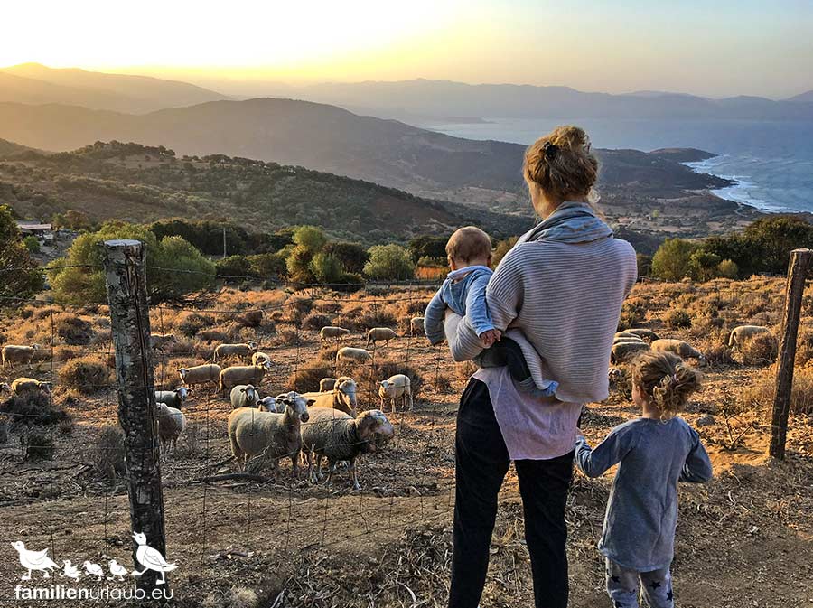 Schafe Korsika