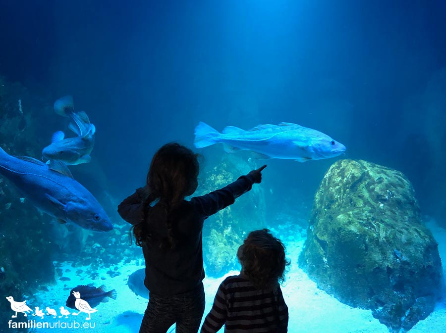 Rügen-Ozeaneum-Aquarium Kinder Aquarium