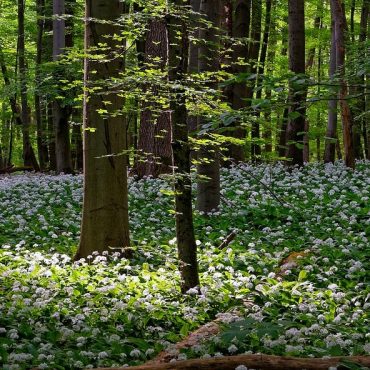 Thüringer Wald