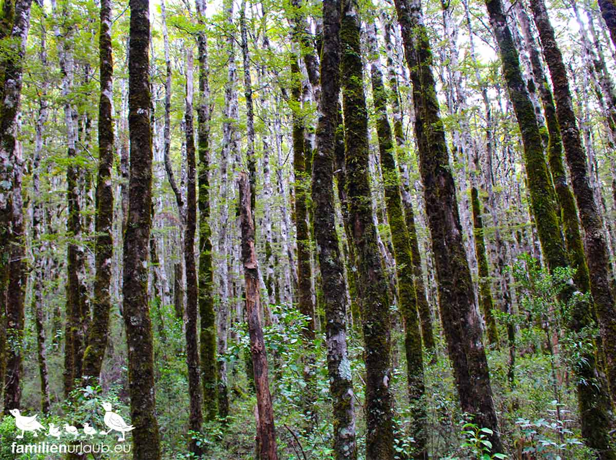 Birkenwald