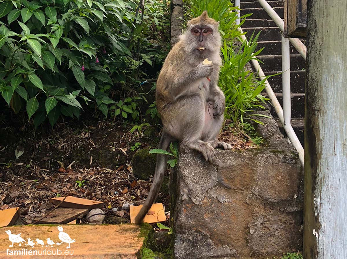 Mauritius-Affe