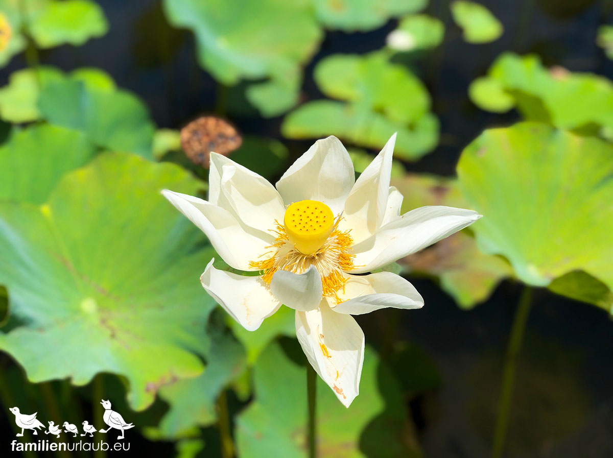 Mauritius-Blume Botanischer Garten Mauritius