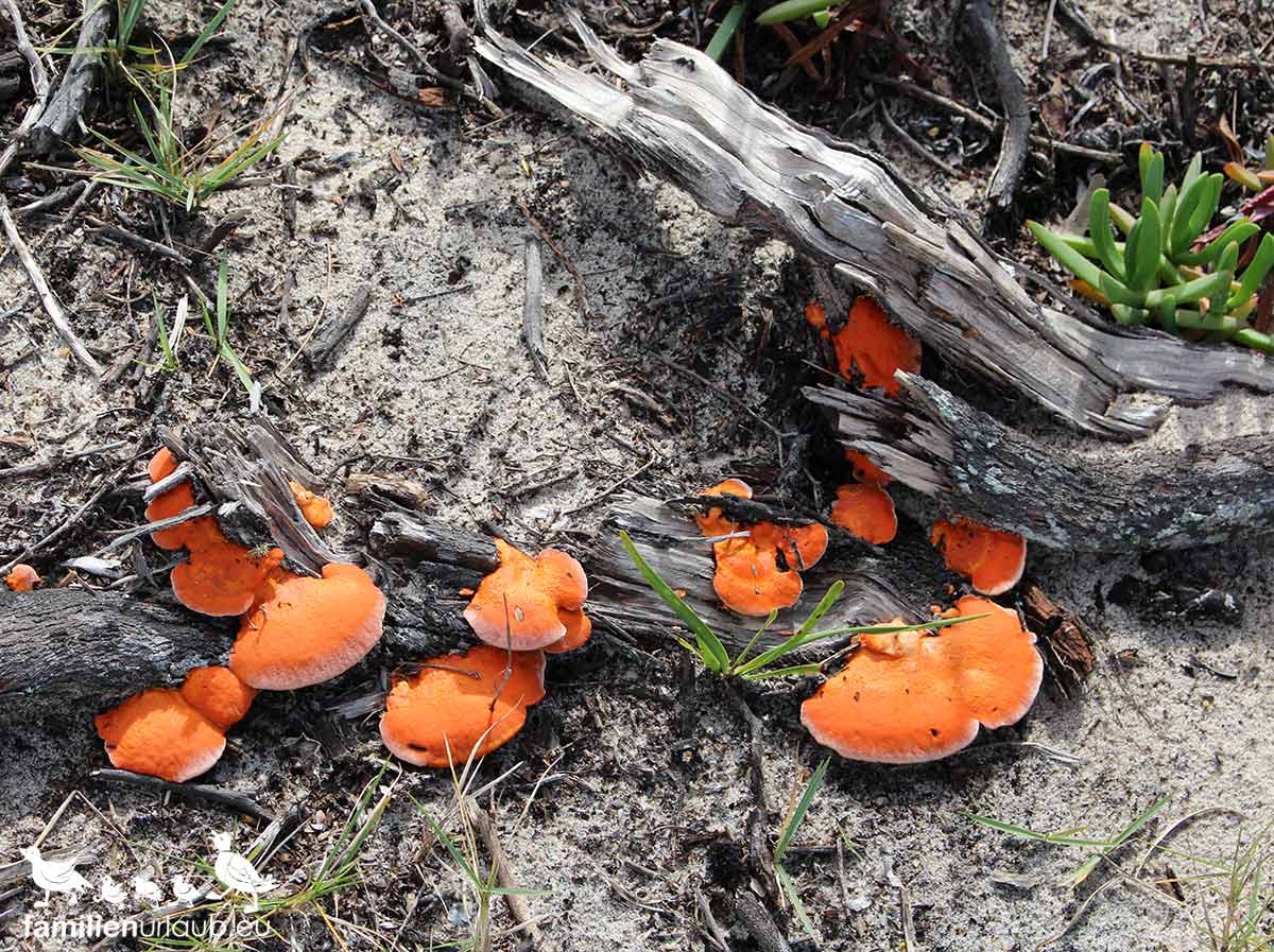 Pilz-Natur