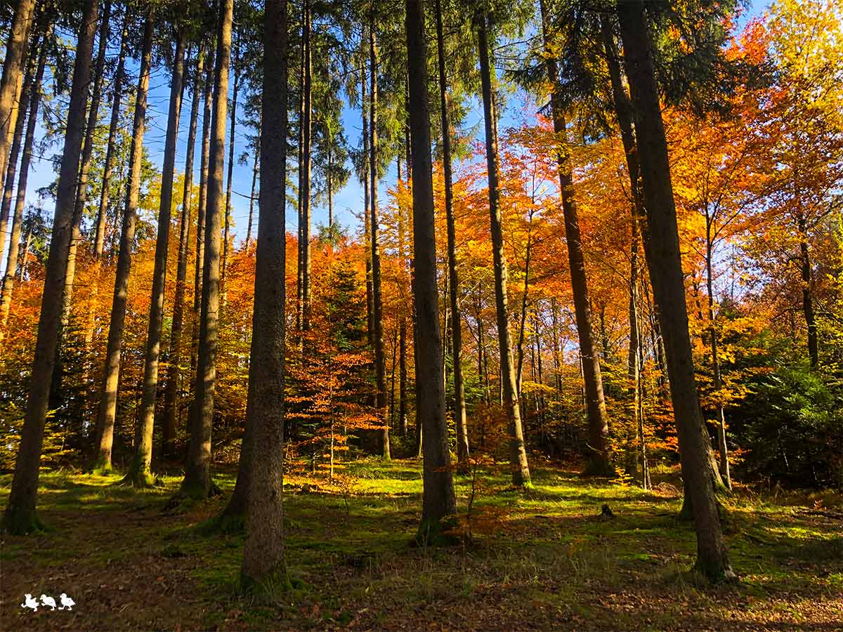 Herbst_Wald-Deutschland Herbstwald mit Kind