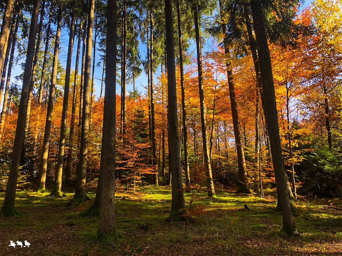 Herbstwald mit Kind