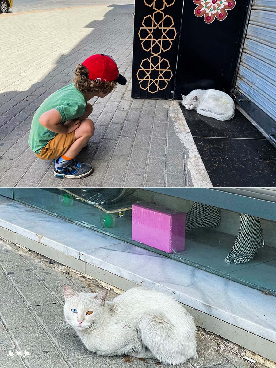 Straßenkatzen_Amman Amman Straßenkatzen