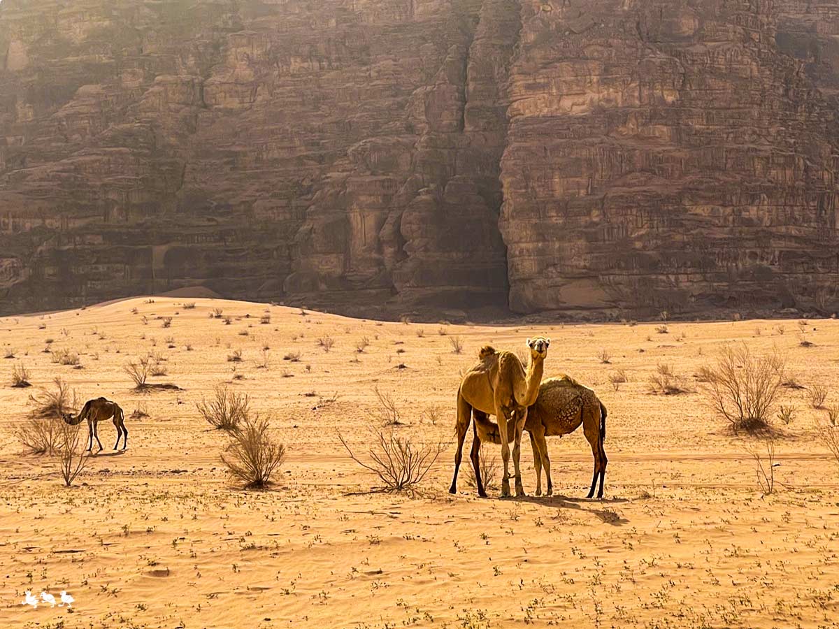 Kamele Jordanien